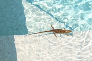 Petit lézard nageant dans une piscine claire