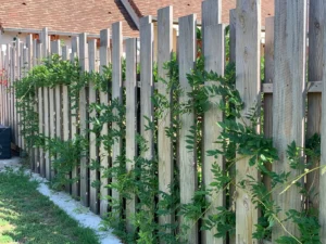 Clôture en bois avec plantes grimpantes vertes
