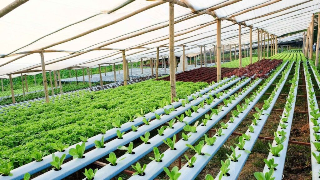 hydroponics-vegetable-L65BADV.jpeg